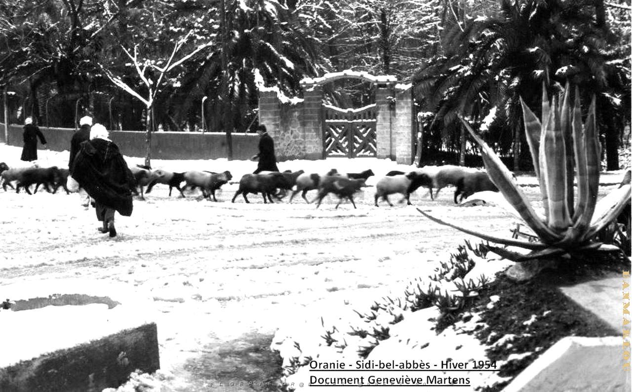 Sidi bel abbes 383.jpg